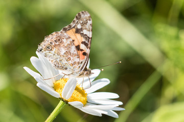 Painted Lady butterfly (Vanessa cardui)