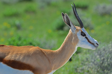 Naklejka premium Namibia Etosha national park springbock