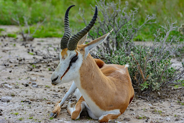 Namibia Etosha national park springbock