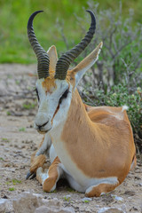 Namibia Etosha national park springbock