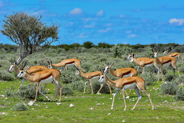Namibia Etosha national park springbock herd