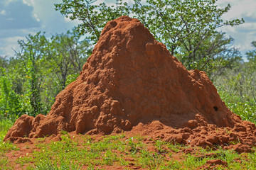 Namibia Etosha national park termite mount