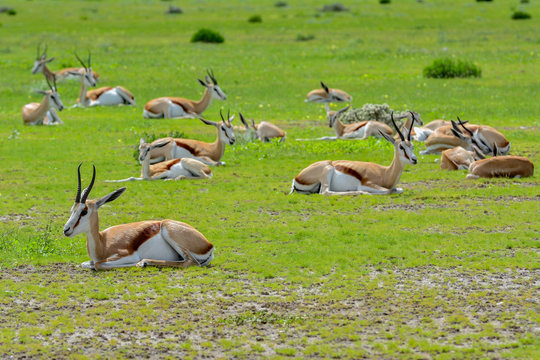 Namibia Etosha national park springbock herd