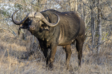 Obraz premium African buffalo 1 - Kruger National Park - South Africa