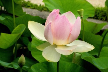 Fototapeta premium Lotosblume