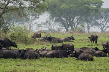 Obraz na płótnie Canvas African buffalo 4 - Ngorongoro Conservation Area - Tanzania