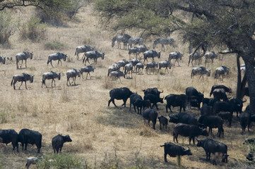 African Buffaloes and Wildebeest - Tarangire National Park - Tanzania