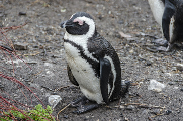 Fototapeta premium African Penguin 2 - Betty's Bay - South Africa