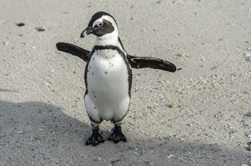 African Penguin 3 - Table Mountain National Park - South Africa