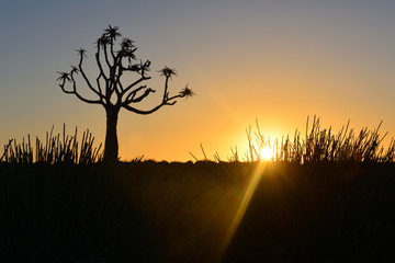 Namibia fish river canyon sunset quiver tree