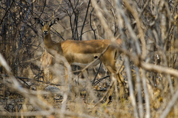 Antelope Impala 1 - Bwabwata National Park - Namibia