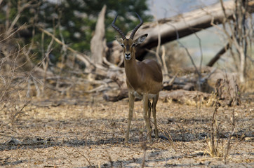 Antelope Impala 2 - Bwabwata National Park - Namibia