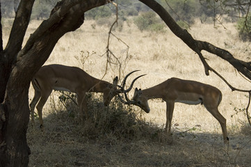 Antelope Impala 3 - Tarangire National Park - Tanzania
