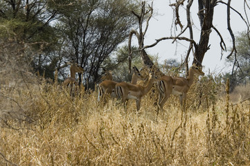 Antelope Impala 4 - Tarangire National Park - Tanzania