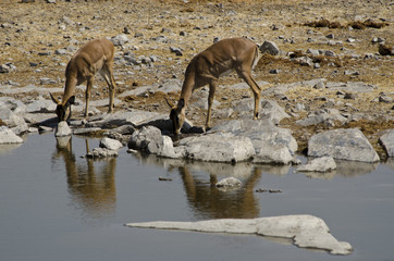 Fototapeta na wymiar Antelope Impala 5 - Etosha National Park - Namibia