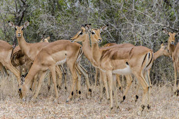Antelope Impala 6 - reservation Sabi Sands - South Africa