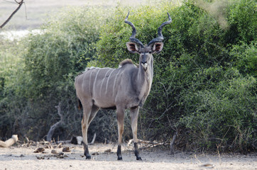 Antelope Kudu 1 - Chobe National Park - Botswana