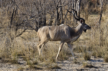 Antelope Kudu 2 - animals reserve Mahango - Namibia
