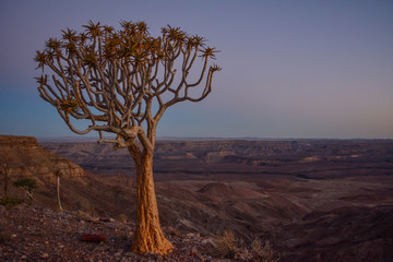 Namibia fish river canyon sunset quiver tree