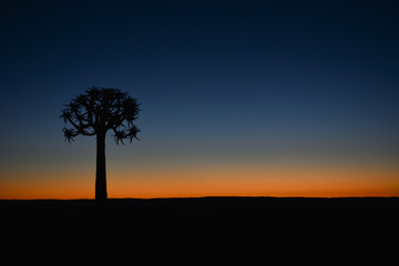 Fototapeta na wymiar Namibia fish river canyon sunset quiver tree