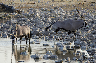Antelope Orix 4 - Etosha National Park - Namibia