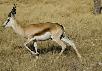 Antelope Springbok 1 - Etosha National Park - Namibia