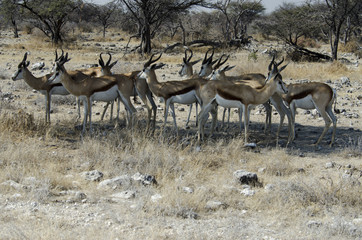 Naklejka na ściany i meble Antelope Impala 6 - reservation Sabi Sands - South Africa