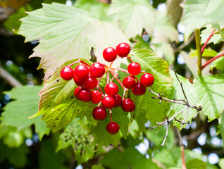 beautiful red berries guelder rose (iburnum opulus)