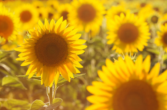Amazing beauty of golden sunlight on sunflower petals. Beautiful view on field of sunflowers at sunset