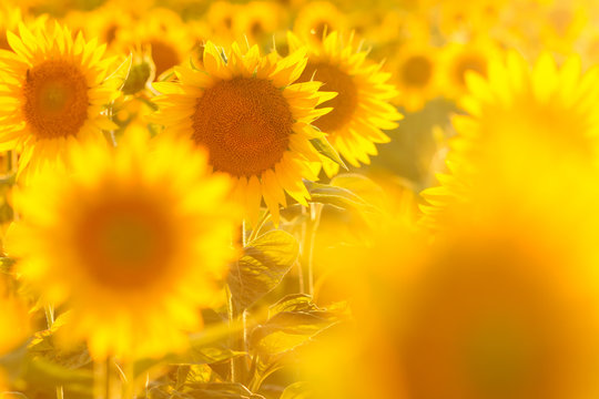 Amazing beauty of sunlight on sunflower petals. Beautiful view on field of sunflowers at sunset