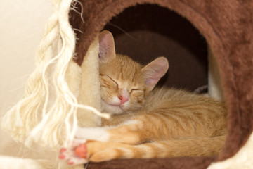 sleeping kitten in the cave of a cat tree