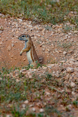Namibia ground squirrel