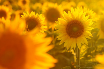 Amazing beauty of sunlight on sunflower petals. Beautiful view on field of sunflowers at sunset
