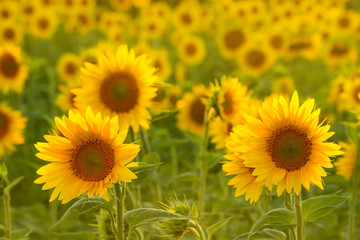 Amazing beauty of sunlight on sunflower petals. Beautiful view on field of sunflowers at sunset