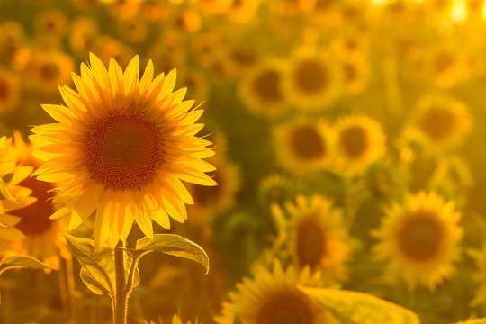 Amazing beauty of sunlight on sunflower petals. Beautiful view on field of sunflowers at sunset