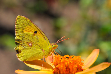 Clouded Yellow, Colias crocea, Beautiful yellow butterfly on wildflower. Yellow butterfly feeding on flowers