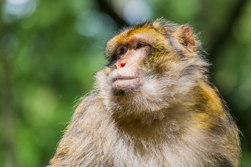 Barbary macaque enjoying some sunshine