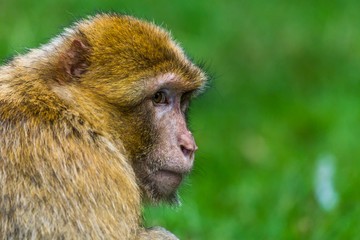 Adult Barbary macaque glances into the distance