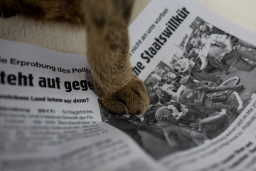 Paw of cat on left wing newspaper