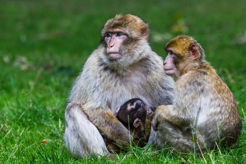 Family of Barbary macaques
