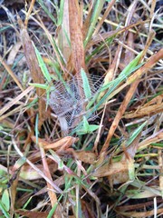Spider Web with Dew
