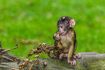 Baby Barbary macaque exploring the forest floor