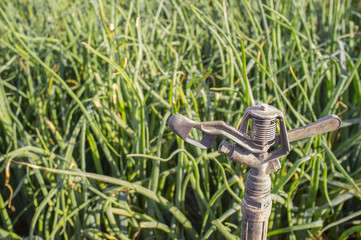 Sprinkler at onions field
