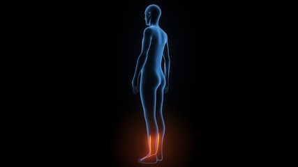 3d illustration of human body muscle anatomy(Medical muscle )