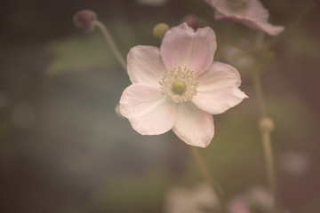Herbst-Anemonen, Blumen, Blüten in rosa, Nahaufnahme
