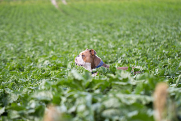 Bulldog is watching you
