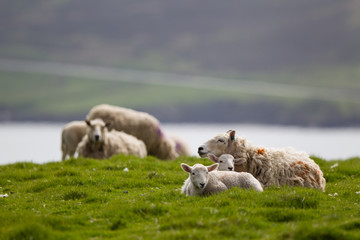 Fototapeta premium Ovis Pecore delle isole Shetland