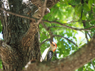 Woodpecker sitting on a tree at White Rock Lake Park