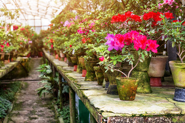 Flowers in the old greenhouse. Rhododendron flowers and tropical plants growing in a vintage greenhouse.