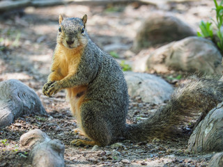 Naklejka na ściany i meble Squirrel closeup at White Rock Lake Park
